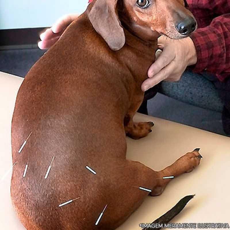acupuntura de cachorro