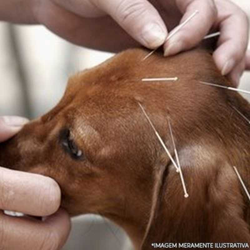 acupuntura em cachorro com labirintite