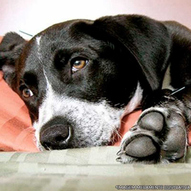 acupuntura em cachorro