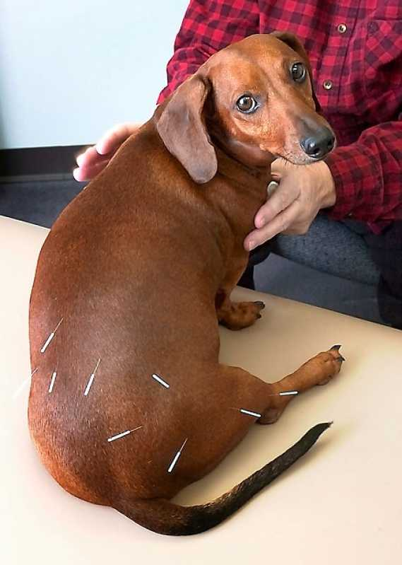 acupuntura medica veterinária
