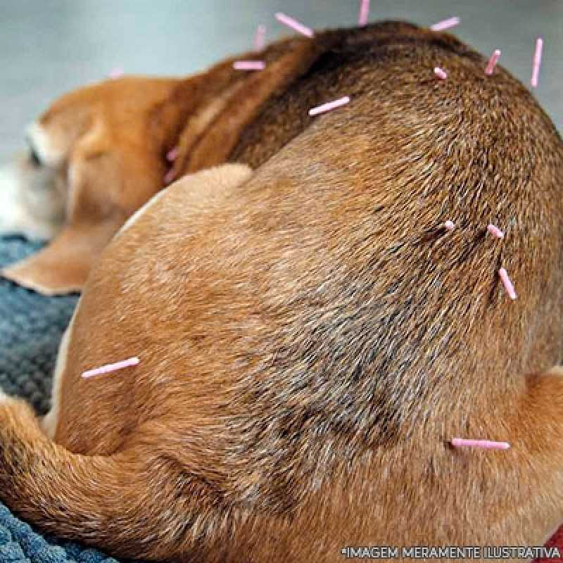 acupuntura para cães