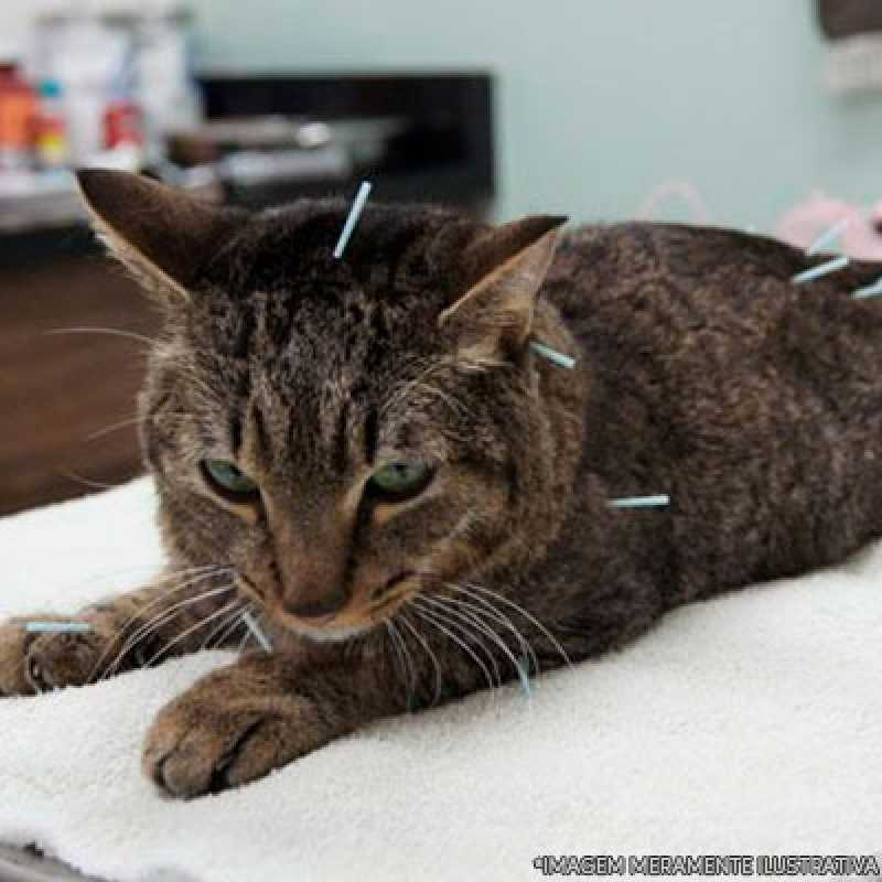 acupuntura para gatos