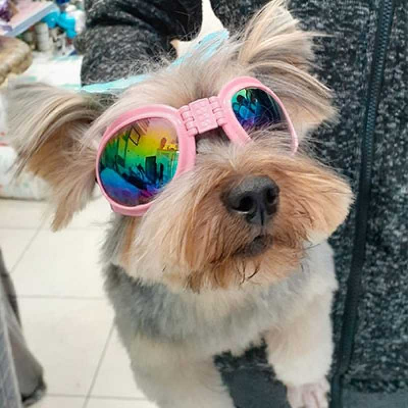 banho e tosa de cachorro