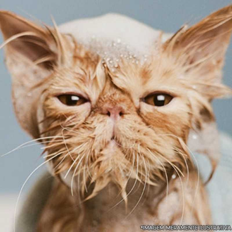 banho e tosa em gatos