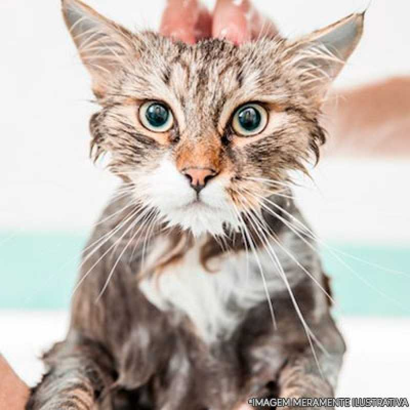 banho e tosa gato