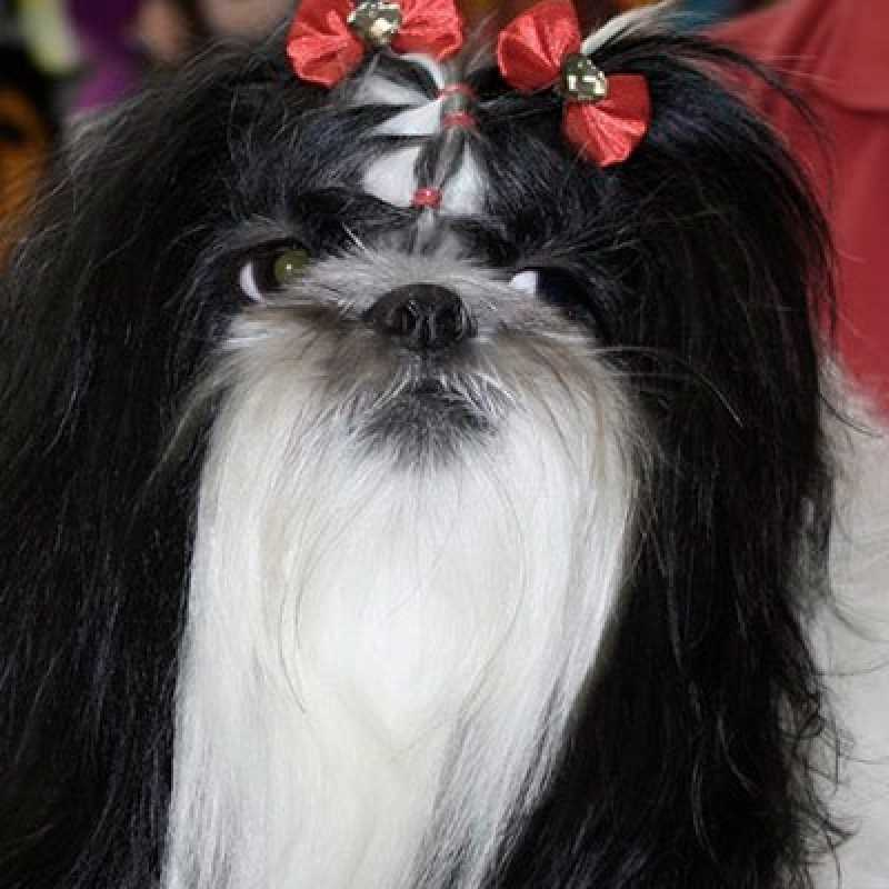 banho e tosa pet