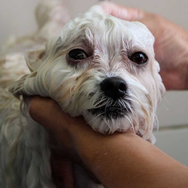 cachorro banho e tosa