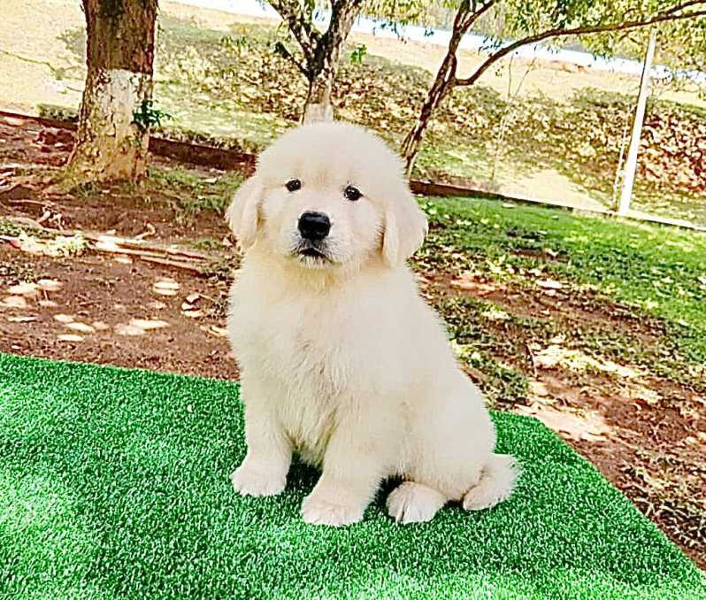 golden retriever filhote