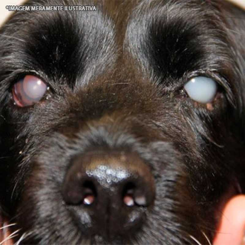 cirurgia catarata veterinária