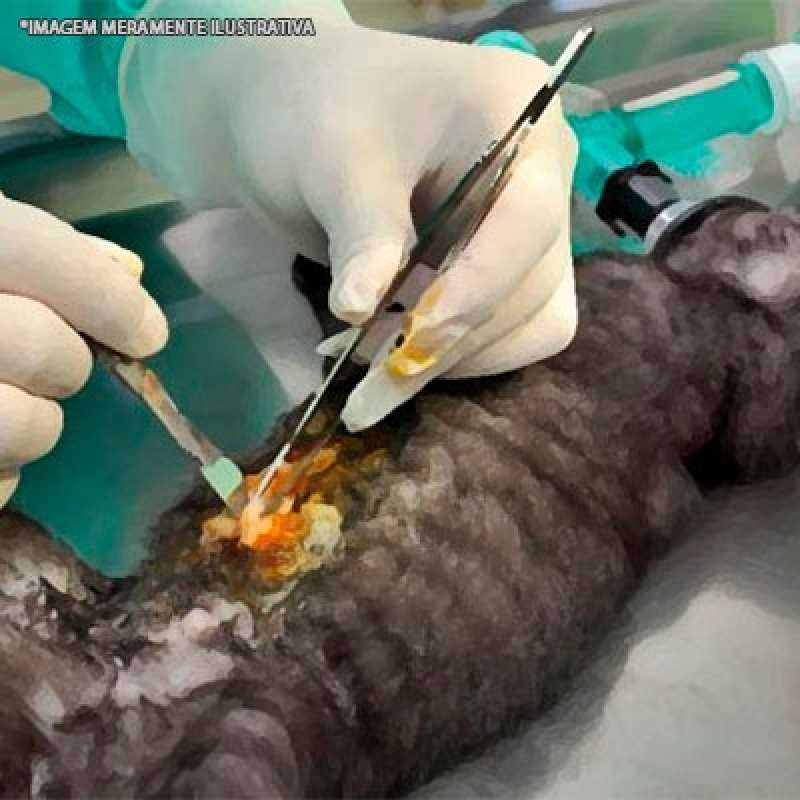 cirurgia hernia veterinária