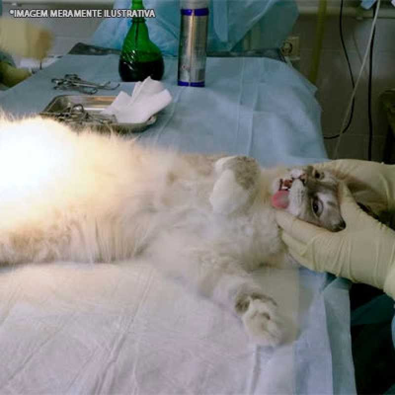 cirurgia veterinária mastectomia