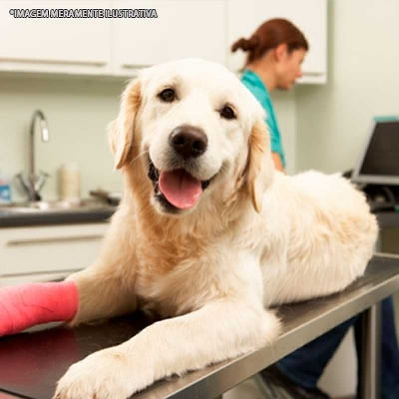 cirurgias veterinárias
