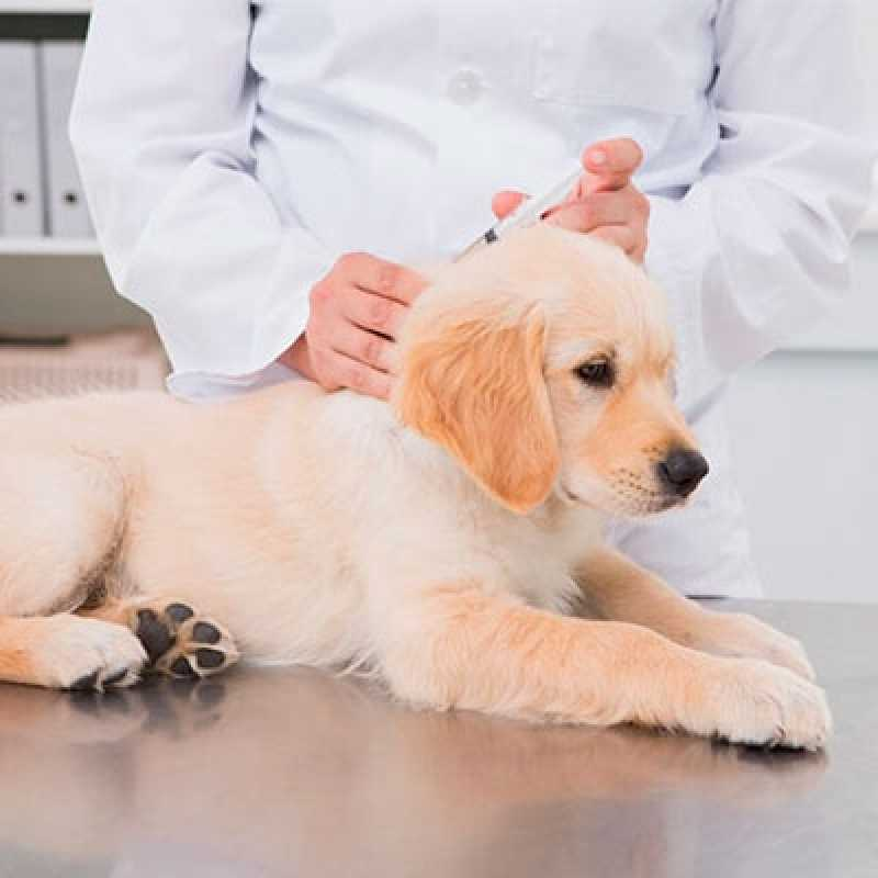 clinica popular veterinária