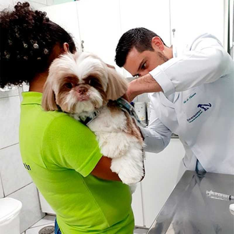 clinica veterinária cachorros