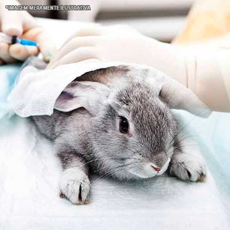 clinica veterinária para coelhos