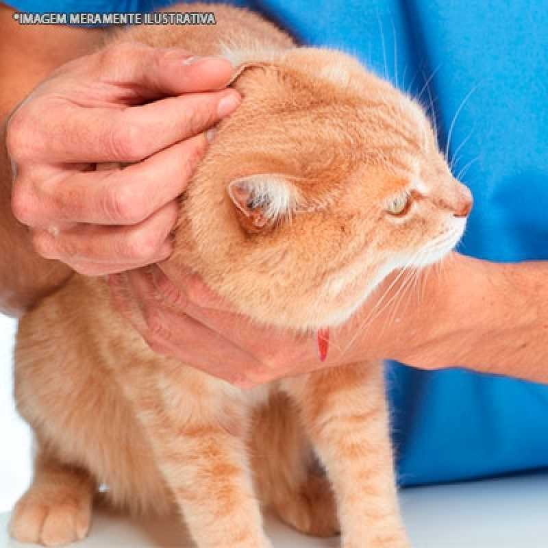 dermatologia veterinaria gatos