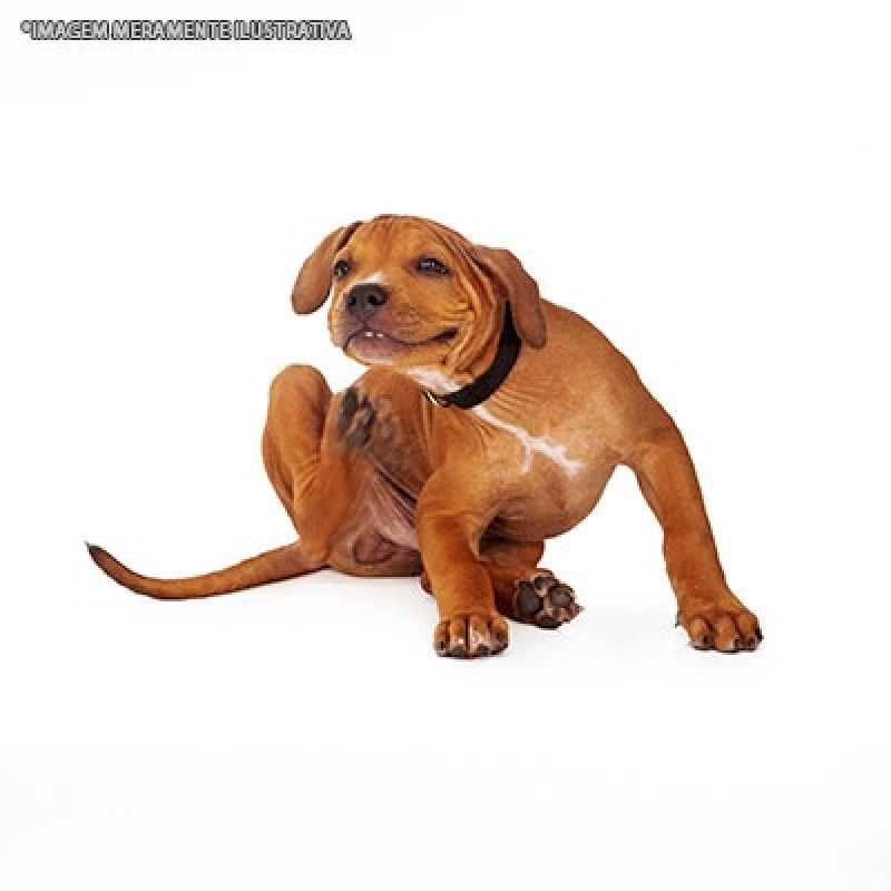 dermatologia veterinaria sarna