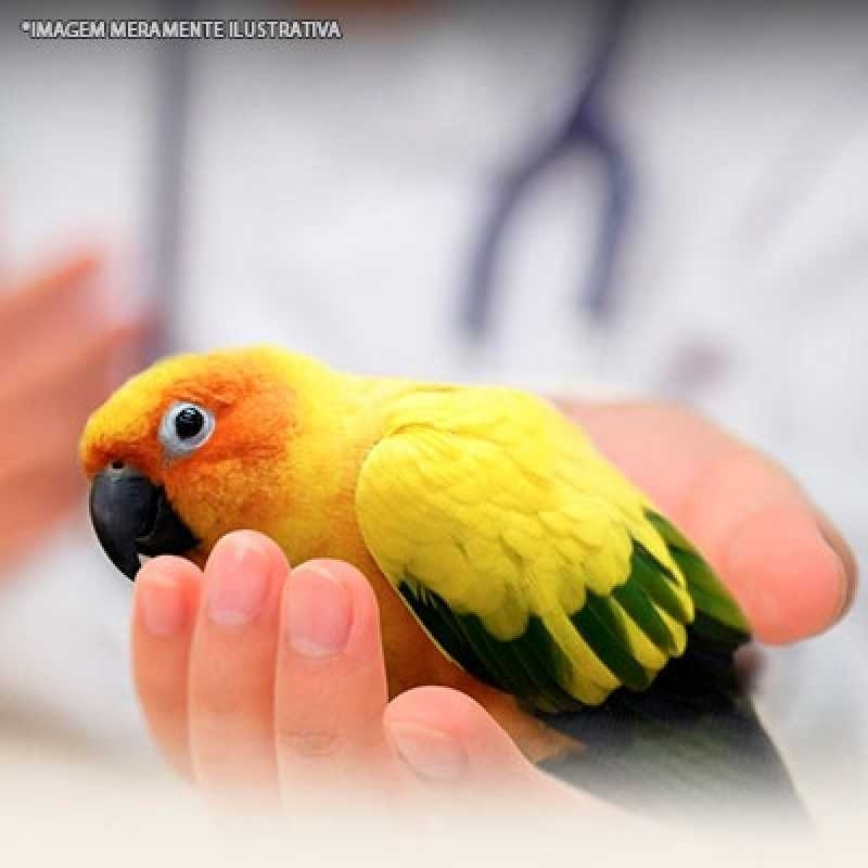 dermatologia veterinária