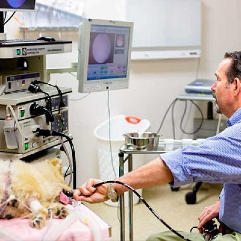 endoscopia para cachorros