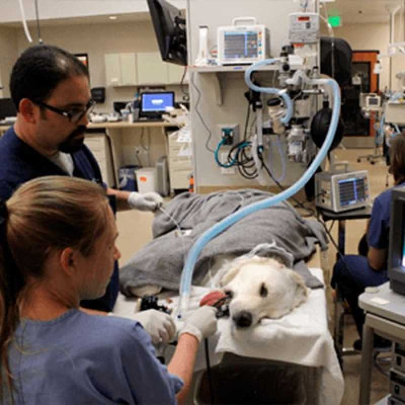 endoscopia para cães