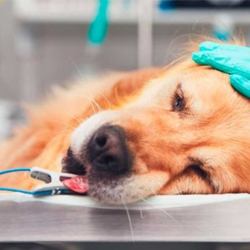 exame de endoscopia para cachorro