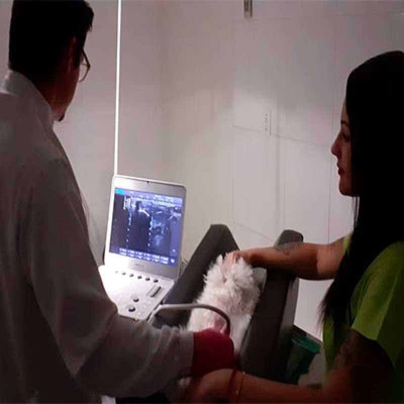 exame de ultrassom veterinário