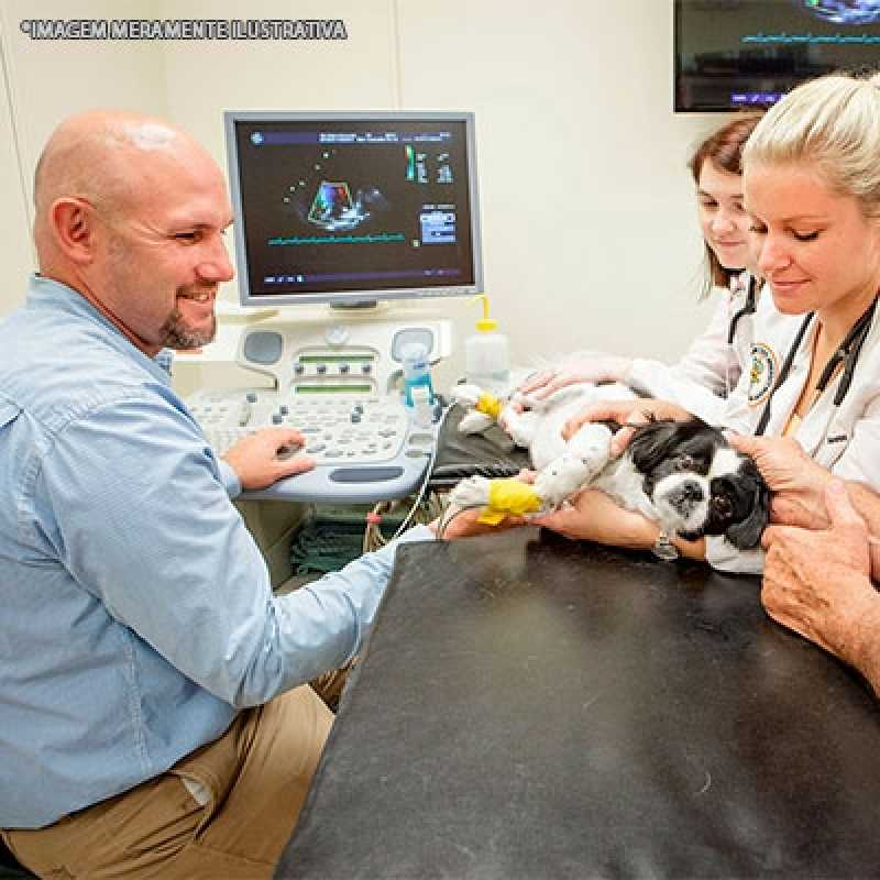 exame ecocardiograma veterinário