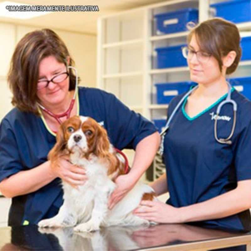 exame ginecológico veterinário