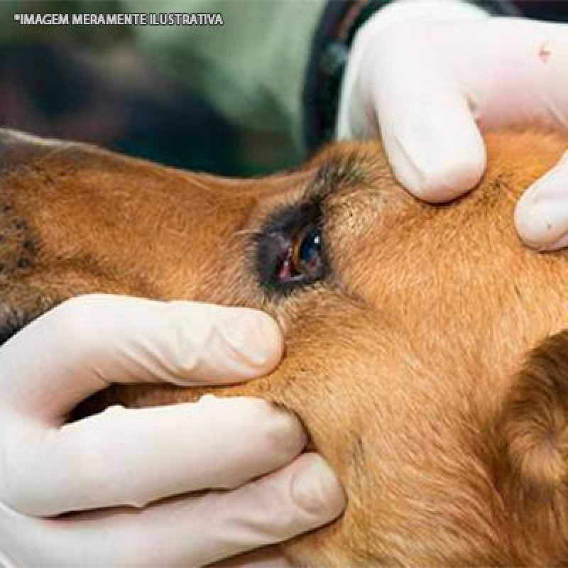 exame oftalmológico veterinário