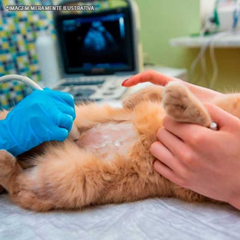 exame ultrassom veterinário