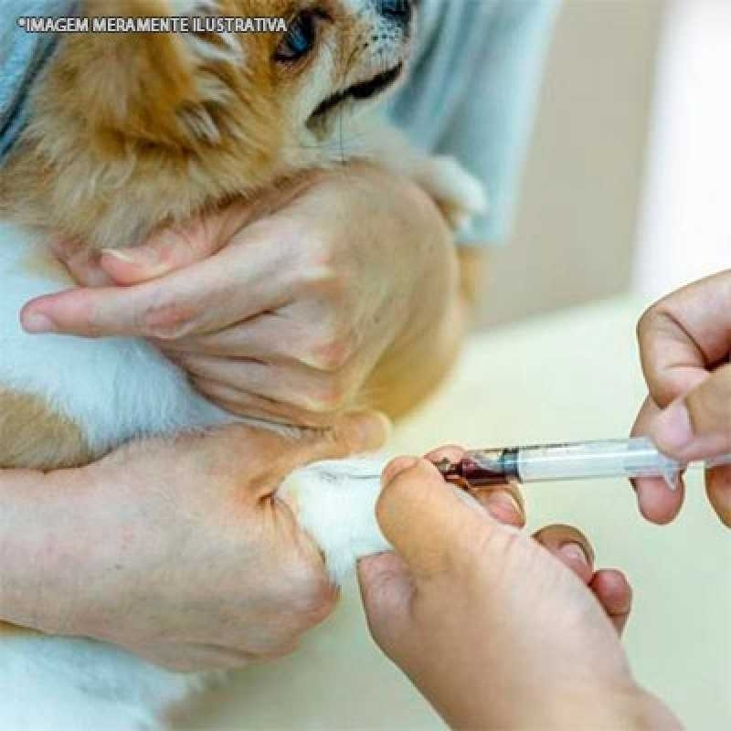 exames veterinários