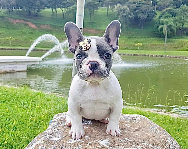 filhote de pug vermifugado