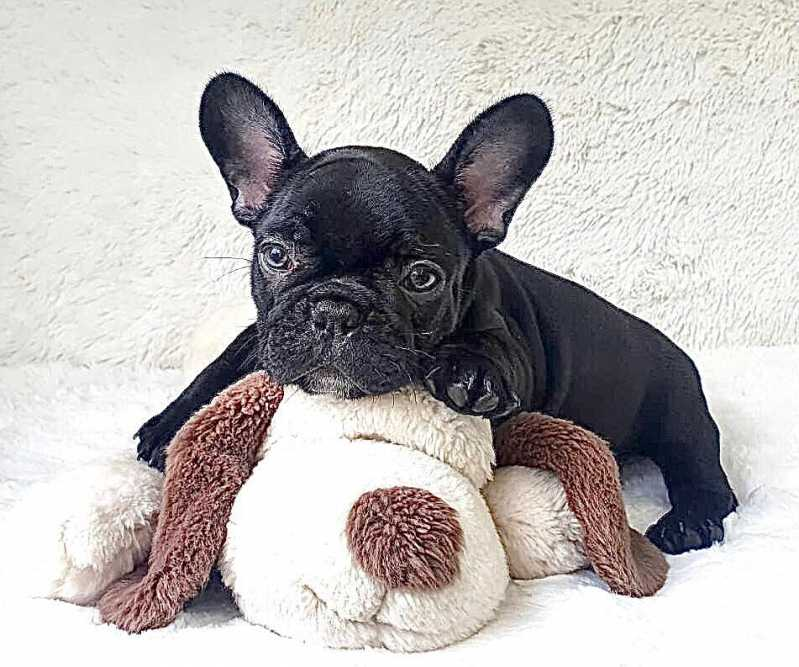 filhote lulu da pomerânia preto