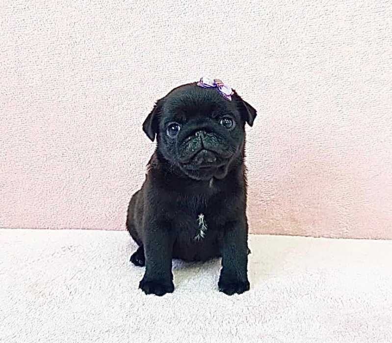 filhote de cachorro pug branco