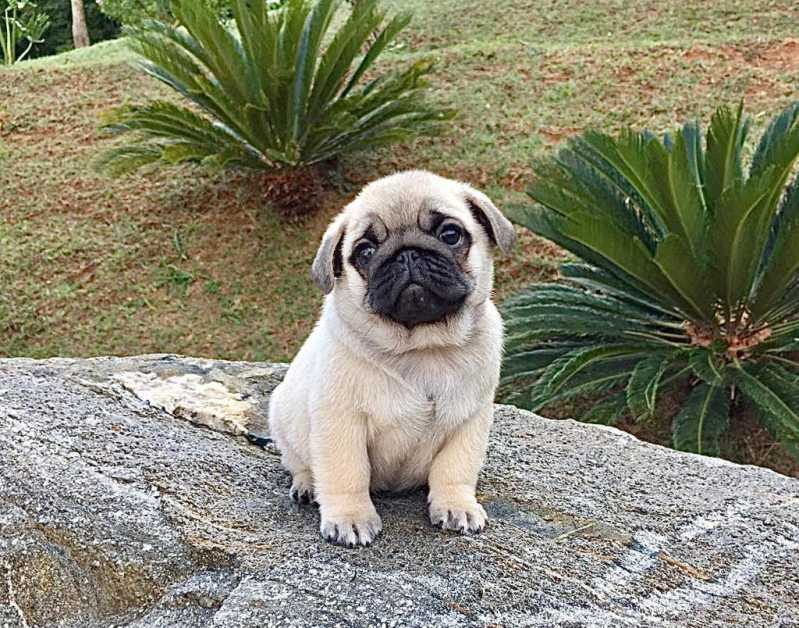 filhote de cachorro pug cinza
