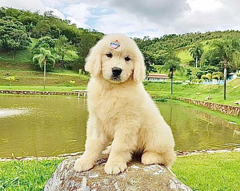 filhote de golden retriever dourado escuro