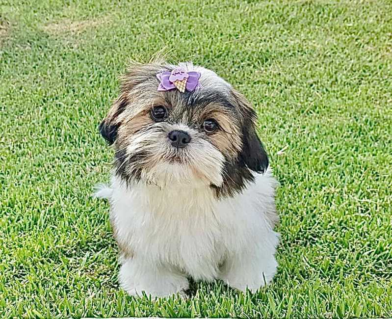 filhote shih tzu 3 meses
