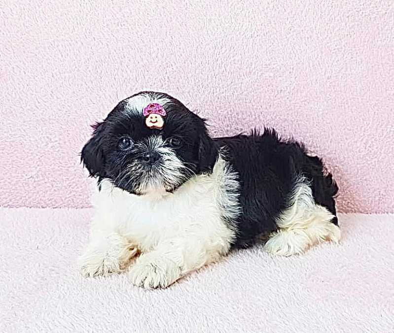 filhote de shih tzu anão preço