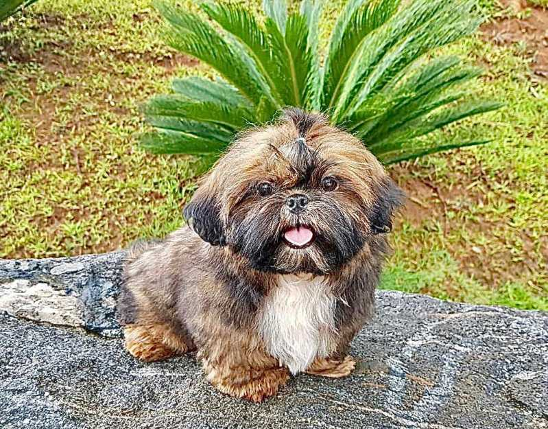 filhote de shih tzu branco