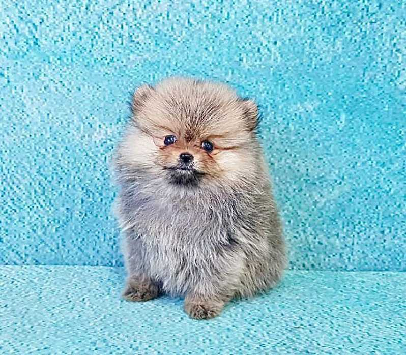 filhote spitz alemão anão preto