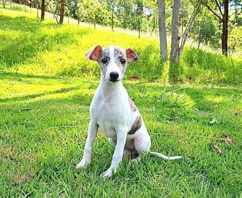 filhote de whippet branco