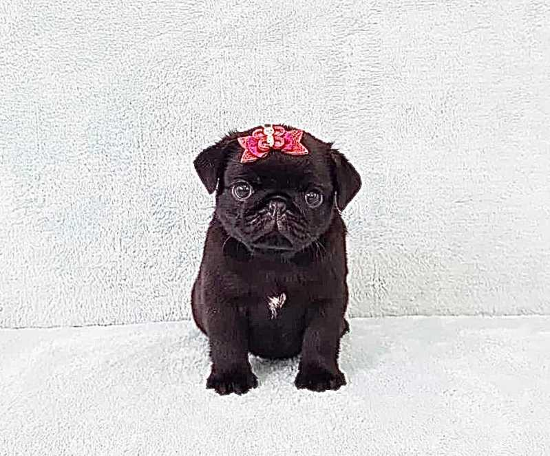 filhote de pug branco