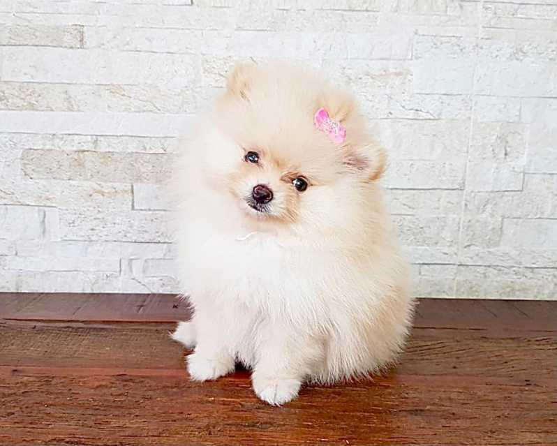 filhote shih tzu branco e dourado