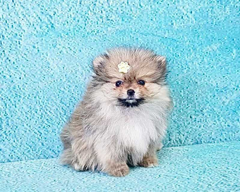 filhote spitz alemão branco