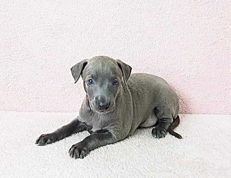 filhote whippet branco