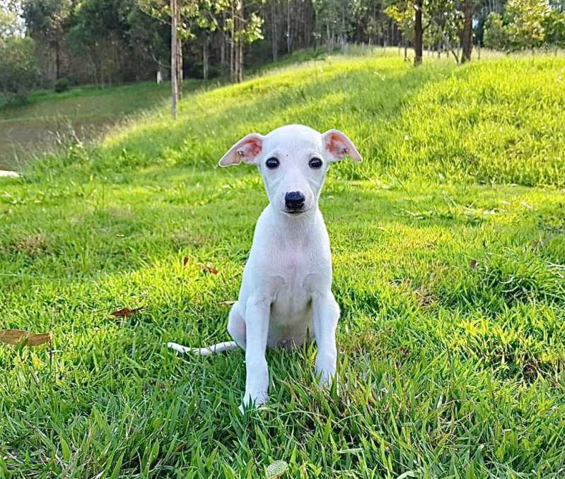 filhote whippet tricolor