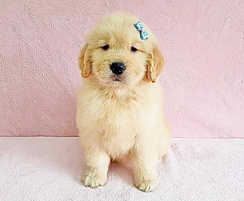 filhote de golden retriever fêmea