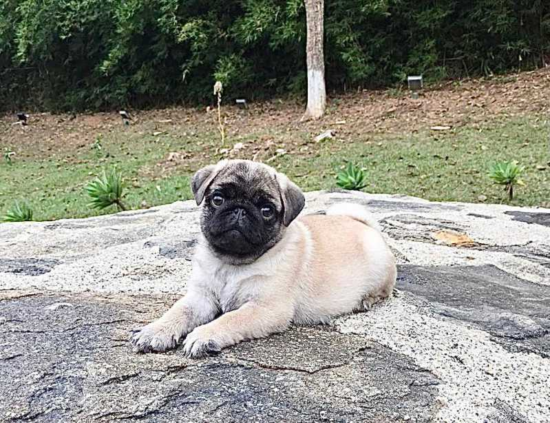 filhote de pug com pedigree