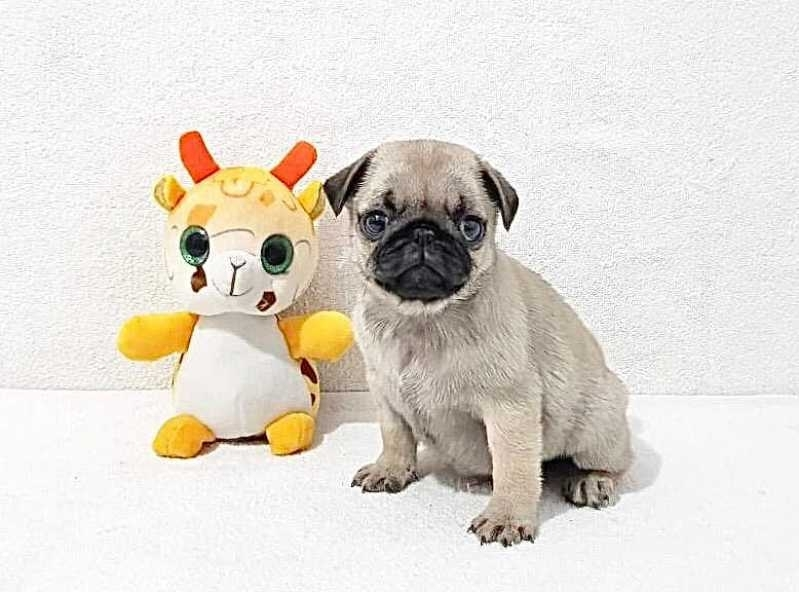 filhote de pug mini