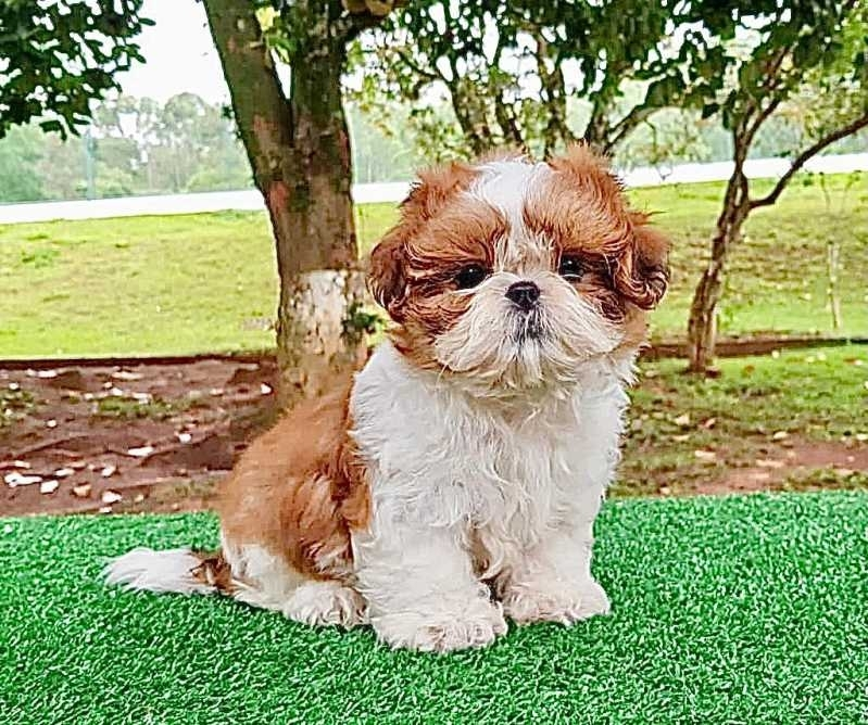 filhotes shih tzu